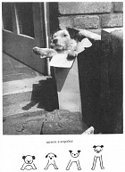 Дашенька, или История щенячьей жизни